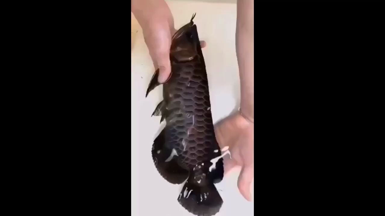 黑龍?烤胡了!(“黑龍?烤胡了!”) 觀賞魚百科 第1張 黑龍?烤胡了!(“黑龍?烤胡了!”) 黑龍?烤胡了!(“黑龍?烤胡了!”) 觀賞魚百科 第1張
