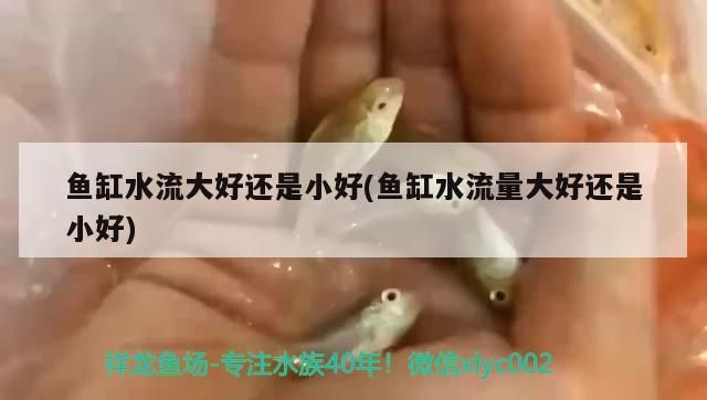 魚缸水流大好還是小好(魚缸水流量大好還是小好)（祥龍魚場：魚缸水流大好還是小好，魚缸水流大好還是小好）