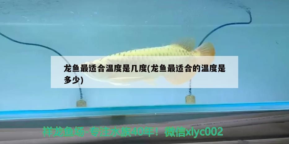 龍魚最適合溫度是幾度(龍魚最適合的溫度是多少)（龍魚最適合溫度是多少） 龍魚最適合溫度是幾度(龍魚最適合的溫度是多少)（龍魚最適合溫度是多少） 觀賞魚百科