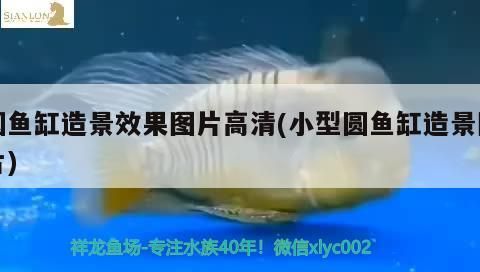 最小的龍魚(yú)品種排名（ 體型最小的龍魚(yú)）（體型最小的龍魚(yú)品種排名，最小的龍魚(yú)品種排名，月光魚(yú)又稱花斑劍尾魚(yú)） 最小的龍魚(yú)品種排名（ 體型最小的龍魚(yú)）（體型最小的龍魚(yú)品種排名，最小的龍魚(yú)品種排名，月光魚(yú)又稱花斑劍尾魚(yú)） 觀賞魚(yú)百科