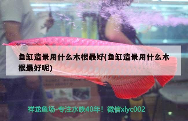 魚(yú)缸造景用什么木根最好(魚(yú)缸造景用什么木根最好呢)（魚(yú)缸造景用什么木根最好） 魚(yú)缸造景用什么木根最好(魚(yú)缸造景用什么木根最好呢)（魚(yú)缸造景用什么木根最好） 觀賞魚(yú)百科