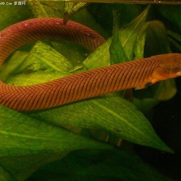 草繩恐龍魚能長多大（草繩恐龍魚在水族箱中如何飼養草繩恐龍魚的繁殖習性）