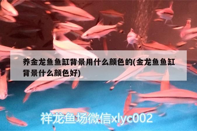 養(yǎng)金龍魚魚缸背景用什么顏色的(金龍魚魚缸背景什么顏色好)（養(yǎng)金龍魚魚缸背景用什么顏色的）