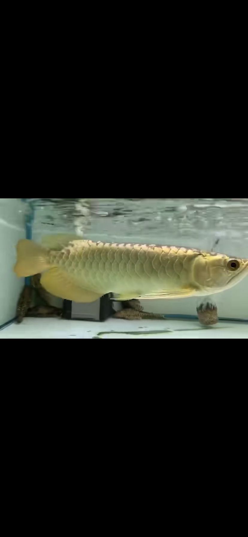 請來的金龍大家看看怎么樣（中國最貴觀賞魚排名十大——）