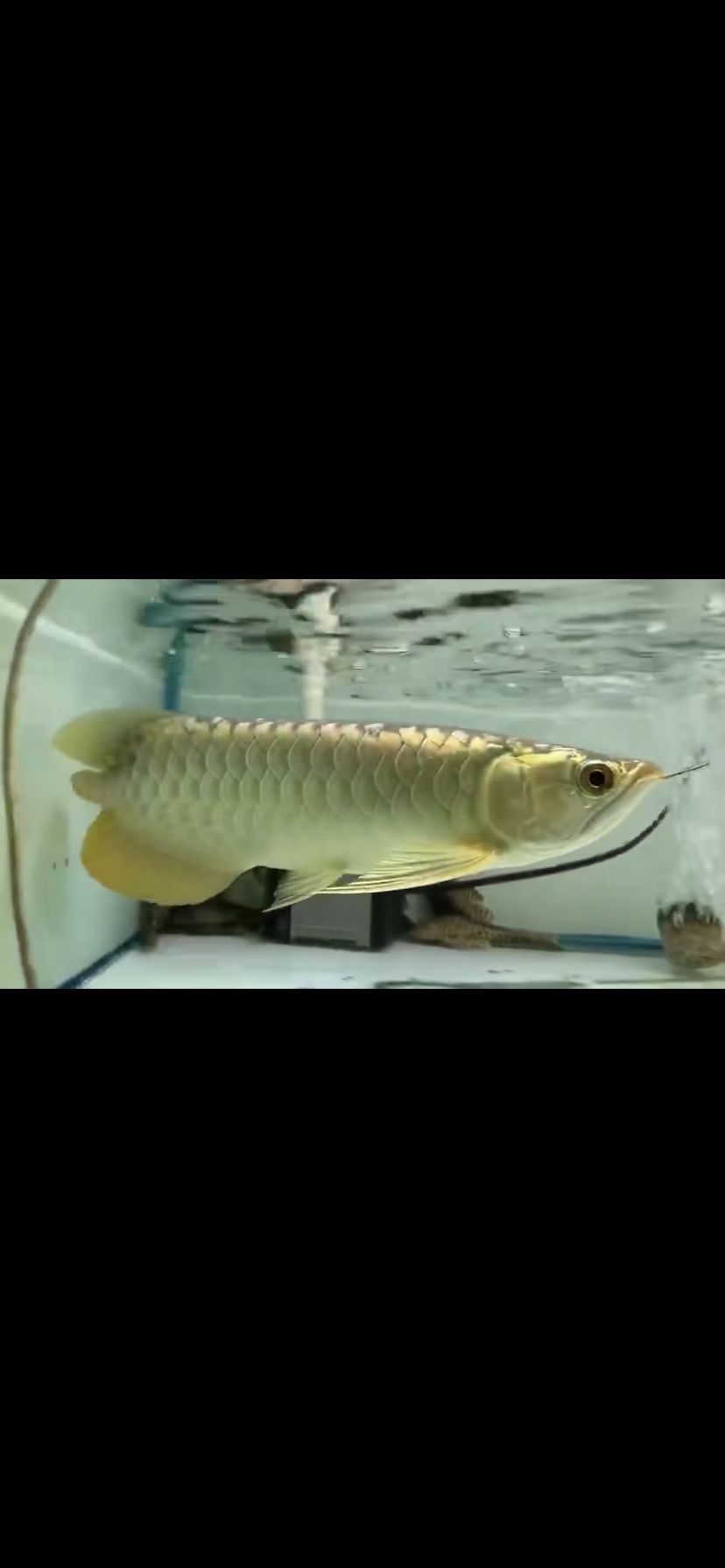 請來的金龍大家看看怎么樣（中國最貴觀賞魚排名十大——）