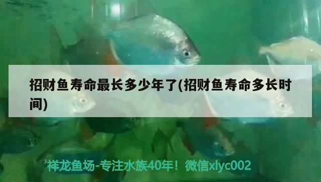 招財(cái)魚壽命最長(zhǎng)多少年了(招財(cái)魚壽命多長(zhǎng)時(shí)間)（招財(cái)魚壽命有多長(zhǎng)）