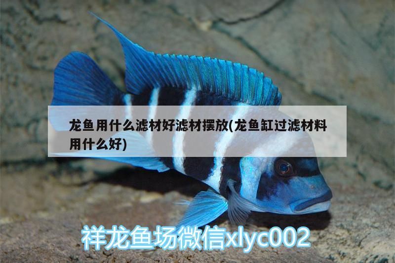飼料 龍魚用什么濾材好濾材擺放(龍魚缸過濾材料用什么好)(龍魚用什么濾材好濾材好濾材擺放和龍魚缸過濾材料用什么好) 觀賞魚百科 龍魚用什么濾材好濾材擺放(龍魚缸過濾材料用什么好)(龍魚用什么濾材好濾材好濾材擺放和龍魚缸過濾材料用什么好) 龍魚用什么濾材好濾材擺放(龍魚缸過濾材料用什么好)(龍魚用什么濾材好濾材好濾材擺放和龍魚缸過濾材料用什么好) 觀賞魚百科