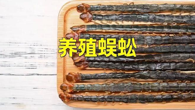 紅龍蜈蚣的最佳繁殖環境（紅龍蜈蚣的最佳繁殖環境是什么？） 紅龍蜈蚣的最佳繁殖環境（紅龍蜈蚣的最佳繁殖環境是什么？） 龍魚百科 第1張