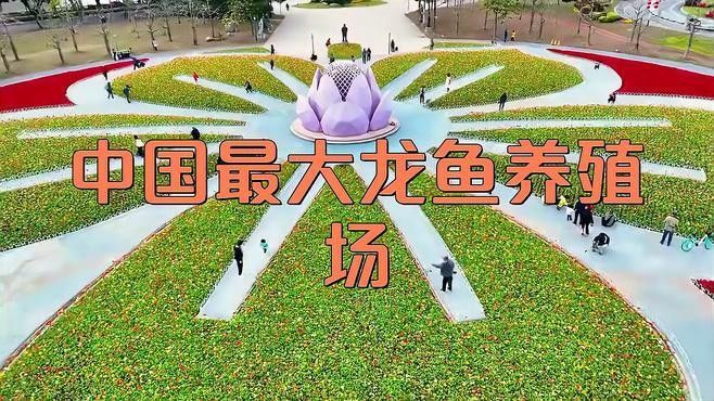 如何聯系廣州龍魚漁場（廣州呈千祥龍魚漁場和祥龍魚場有哪些龍魚品種） 如何聯系廣州龍魚漁場（廣州呈千祥龍魚漁場和祥龍魚場有哪些龍魚品種） 龍魚百科 第7張