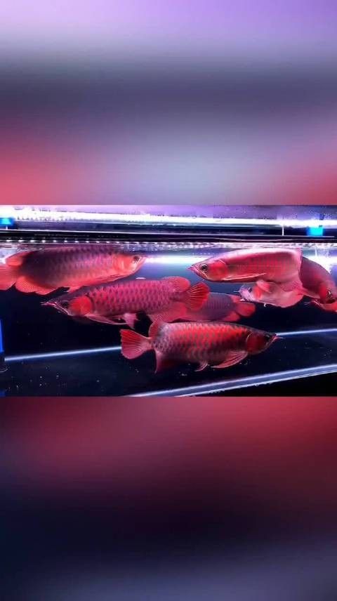 如何聯系廣州龍魚漁場(廣州呈千祥龍魚漁場和祥龍魚場有哪些龍魚品種) 龍魚百科 第5張 如何聯系廣州龍魚漁場(廣州呈千祥龍魚漁場和祥龍魚場有哪些龍魚品種) 如何聯系廣州龍魚漁場(廣州呈千祥龍魚漁場和祥龍魚場有哪些龍魚品種) 龍魚百科 第5張