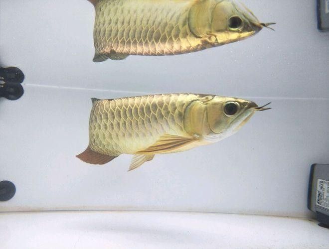 如何聯(lián)系廣州龍魚漁場(chǎng)（廣州呈千祥龍魚漁場(chǎng)和祥龍魚場(chǎng)有哪些龍魚品種）