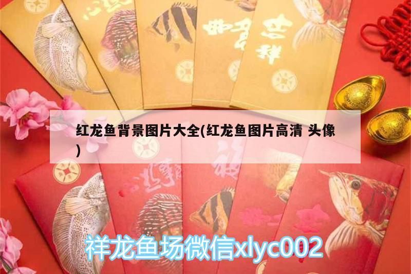 紅龍魚背景圖片大全(紅龍魚圖片高清頭像)（紅龍魚的背景圖片大全）