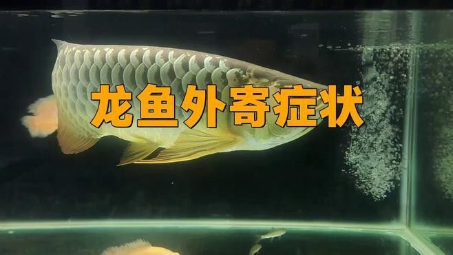 龍魚寄生蟲會自愈嗎（魚寄生蟲自愈能力取決于多種因素包括寄生蟲的種類、感染程度） 龍魚寄生蟲會自愈嗎（魚寄生蟲自愈能力取決于多種因素包括寄生蟲的種類、感染程度） 龍魚百科 第1張