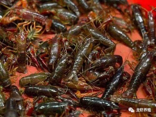 如何正確使用龍魚萬能藥？（黃粉美鱗龍魚萬能藥用法與用法與用法與用量全解析） 如何正確使用龍魚萬能藥？（黃粉美鱗龍魚萬能藥用法與用法與用法與用量全解析） 龍魚百科 第7張