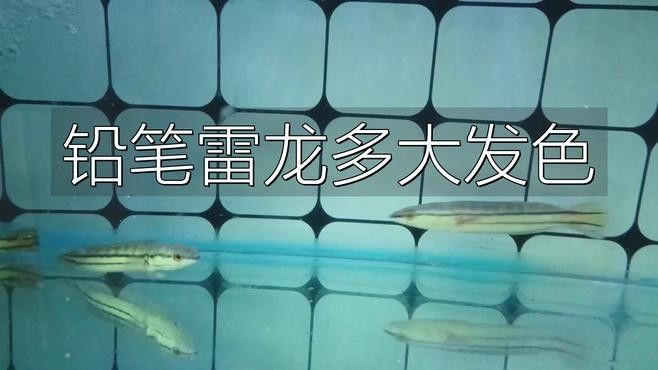 雷龍魚苗多久會變色（微風中的蒲公英，新手養龍魚怎么養出好發色）