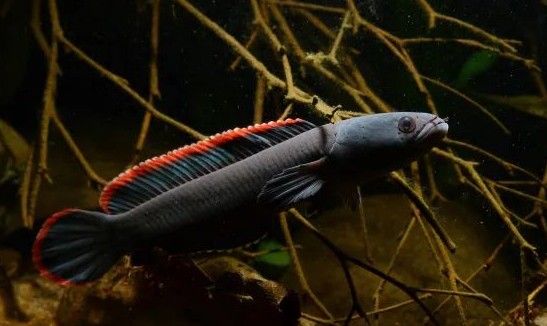 雷龍魚苗多久會變色（微風中的蒲公英，新手養龍魚怎么養出好發色）