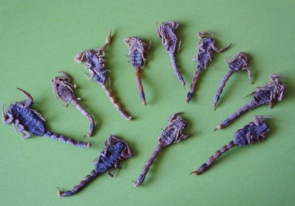 被龍魚咬傷后多久會好？（被龍魚咬傷了怎么辦）