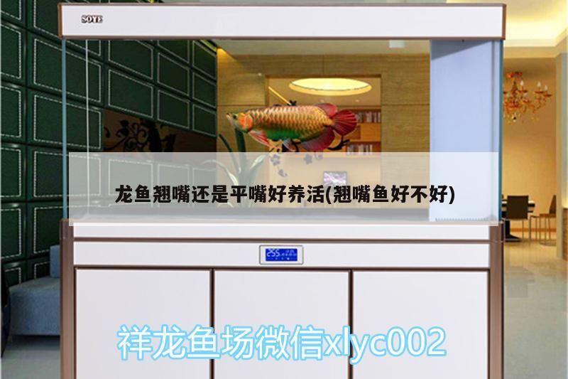 龍魚翹嘴還是平嘴好養活(翹嘴魚好不好)（翹嘴龍魚翹嘴龍魚的養殖過程中要注意什么，翹嘴龍魚的養護）