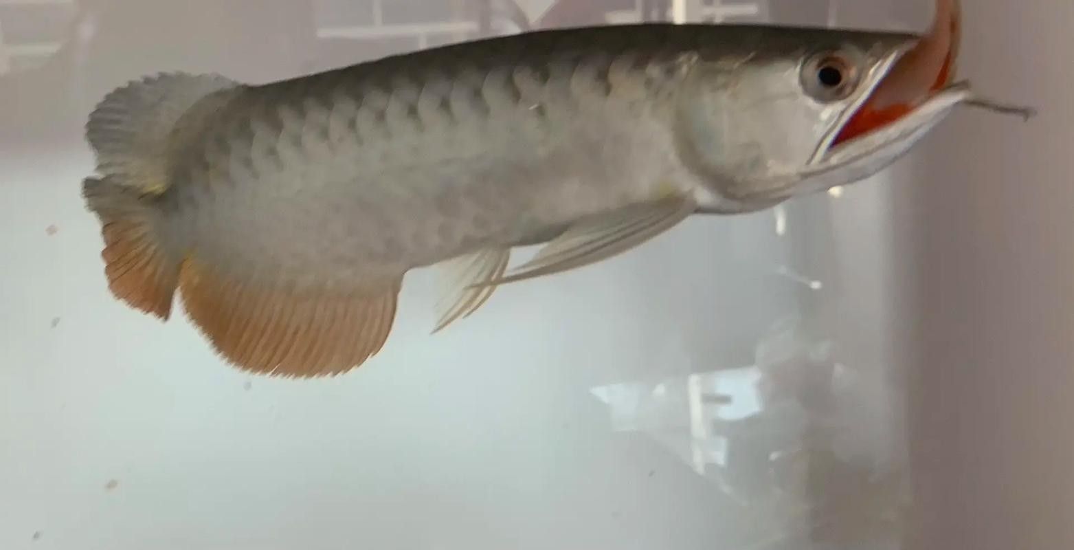 陽信哪個水族館龍魚好？祥龍魚場龍魚（信縣祥龍魚場專注龍魚品質和養殖經驗值得關注）