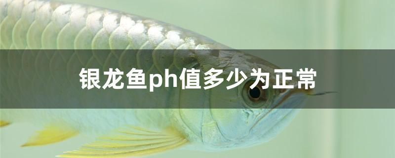 銀龍魚ph值多少為正常（銀龍魚ph值在6.5至7.5之間被認為是正常的）