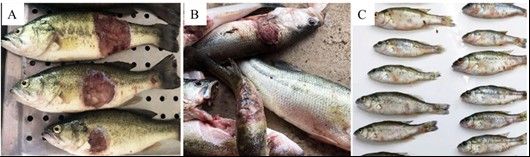 龍魚被傳染后多久會死？（龍魚在感染病毒或細菌后的死亡時間及治療方法大全） 龍魚被傳染后多久會死？（龍魚在感染病毒或細菌后的死亡時間及治療方法大全） 龍魚百科 第4張