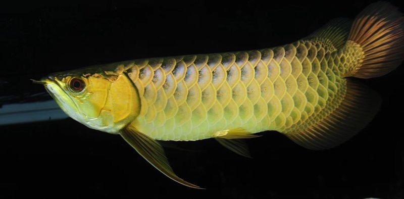 商丘哪個水族館龍魚好？祥龍魚場龍魚（商丘祥龍魚場龍魚價格）