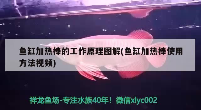 魚缸加熱棒的工作原理圖解(魚缸加熱棒使用方法視頻)（水族箱加熱棒的工作原理圖解）