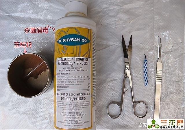 紅龍字蘭花分株后多久會開花？（紅龍字蘭花分株后多久能恢復正常生長？）
