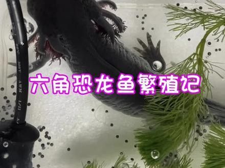 六角龍魚繁殖時需要多大的空間（六角恐龍的繁殖與成長）
