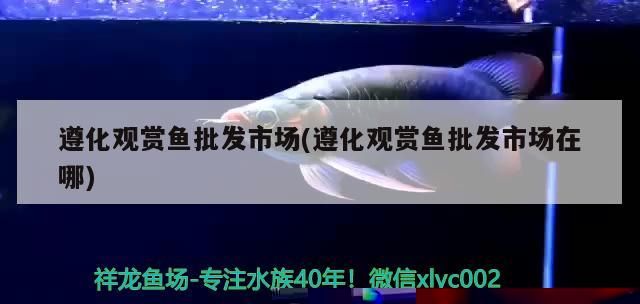 <strong><mark>遵化</mark></strong>觀賞魚批發市場(<strong><mark>遵化</mark></strong>觀賞魚批發市場在哪)（河北<strong><mark>遵化</mark></strong>觀賞魚批發市場在<strong><mark>遵化</mark></strong>觀賞魚批發市場在哪對應的信息）