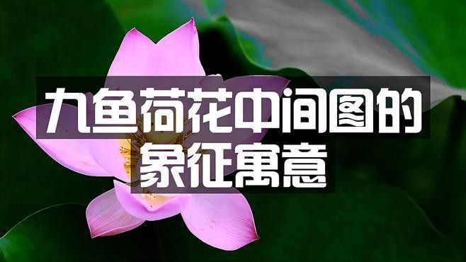給我推薦幾幅九龍魚國畫作品（九龍魚國畫作品推薦）