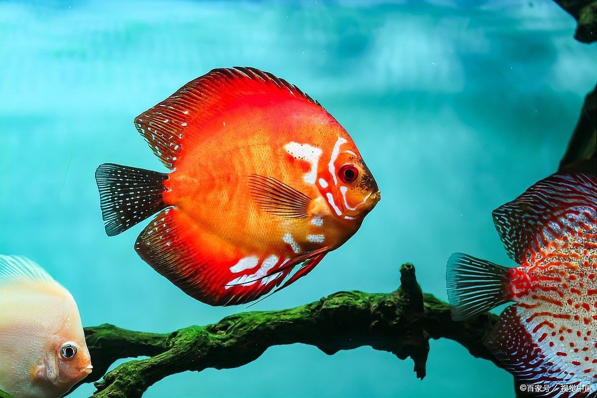 龍魚和地圖魚多久喂一次（龍魚和地圖魚的飼養技巧與注意事項與注意事項）