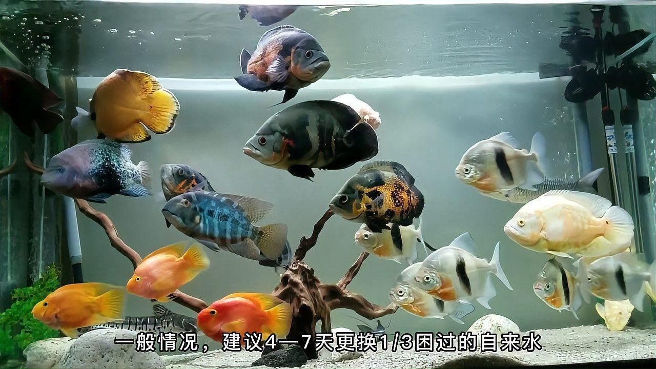 龍魚和地圖魚多久喂一次（龍魚和地圖魚的飼養技巧與注意事項與注意事項）