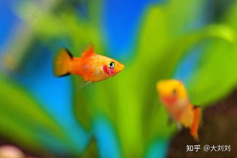 龍魚和地圖魚多久喂一次（龍魚和地圖魚的飼養技巧與注意事項與注意事項）