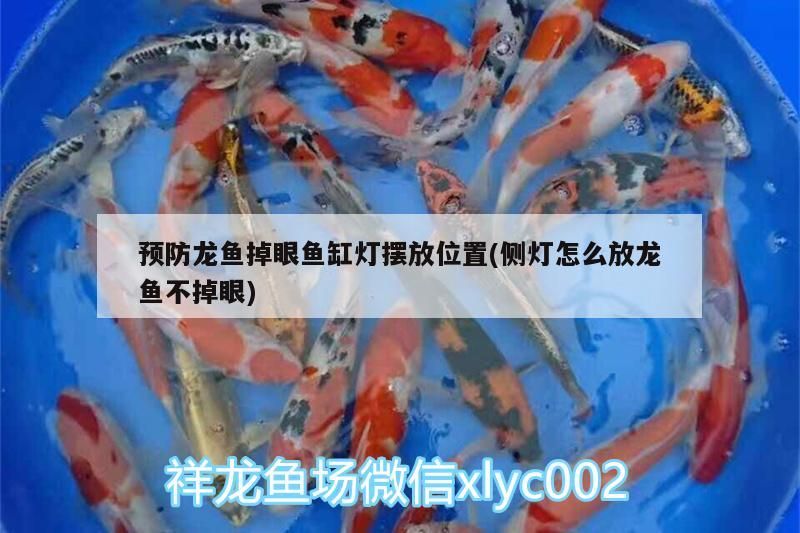 預防龍魚掉眼魚缸燈擺放位置(側燈怎么放龍魚不掉眼)（如何預防龍魚掉眼） 預防龍魚掉眼魚缸燈擺放位置(側燈怎么放龍魚不掉眼)（如何預防龍魚掉眼） 觀賞魚百科