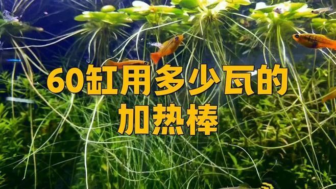 如何根據魚缸尺寸計算功率（泵的等各種參數箱時，不合適的功率是至關重要的） 如何根據魚缸尺寸計算功率（泵的等各種參數箱時，不合適的功率是至關重要的） 龍魚百科 第3張