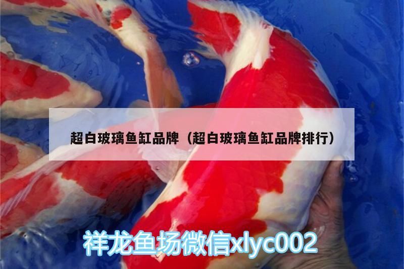 超白玻璃魚缸品牌（超白玻璃魚缸品牌排行）（國內最好的超白玻璃魚缸品牌有哪些？）