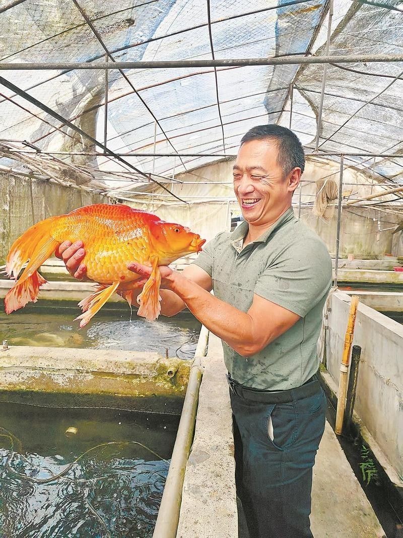 還有哪些漳州的龍魚繁殖基地（漳州的龍魚繁殖基地） 還有哪些漳州的龍魚繁殖基地（漳州的龍魚繁殖基地） 龍魚百科 第2張