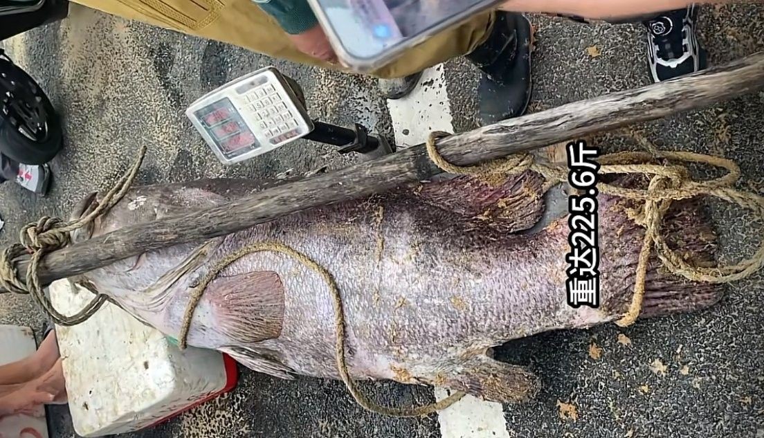 龍丹魚多少錢一斤（龍丹魚價格分析）