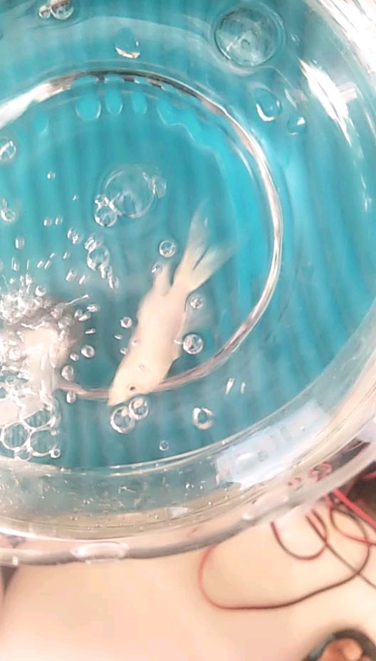 魚眼鏡充血快不行了還有救嗎（魚眼鏡頭充血了怎么辦？） 魚眼鏡充血快不行了還有救嗎（魚眼鏡頭充血了怎么辦？） 觀賞魚百科 第1張