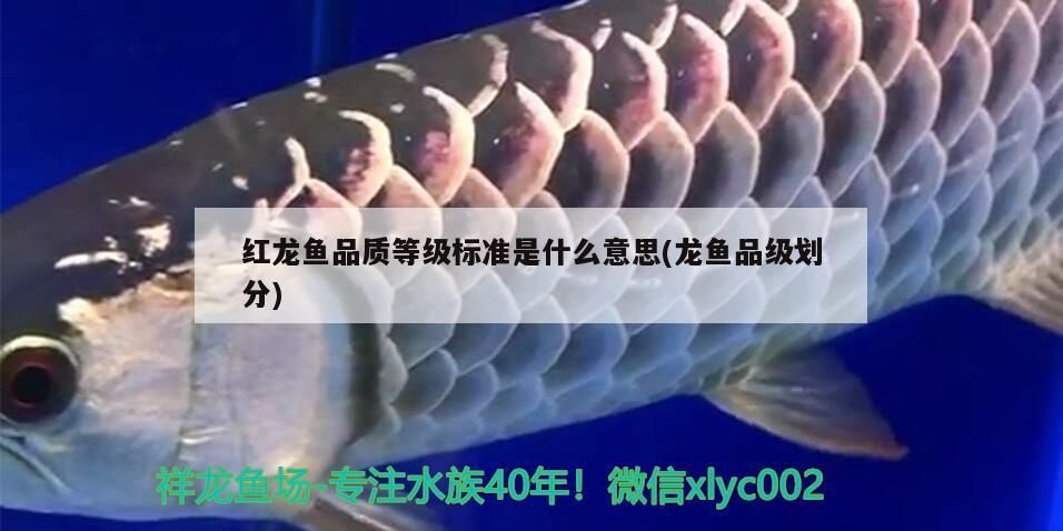 魚眼鏡充血快不行了還有救嗎（魚眼鏡頭充血了怎么辦？） 魚眼鏡充血快不行了還有救嗎（魚眼鏡頭充血了怎么辦？） 觀賞魚百科 第3張
