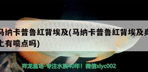馬納卡普魯紅背埃及(馬納卡普魯紅背埃及身上有噴點嗎)（馬納卡普魯紅背埃及）