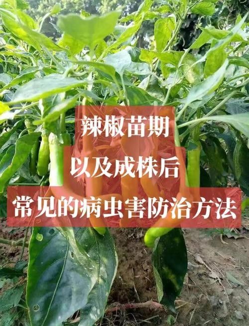 如何預(yù)防紅龍辣椒的病蟲害（12,辣椒21個(gè)病蟲害防治方案,菜農(nóng)必備） 如何預(yù)防紅龍辣椒的病蟲害（12,辣椒21個(gè)病蟲害防治方案,菜農(nóng)必備） 龍魚百科 第4張