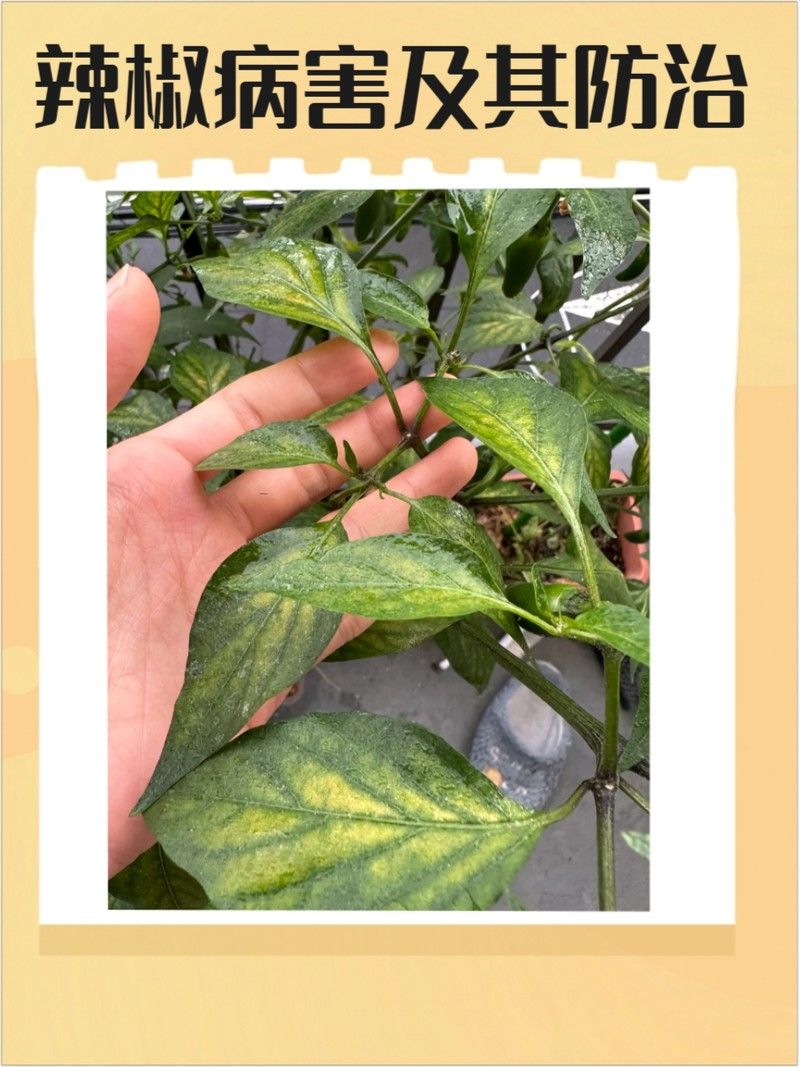 如何預(yù)防紅龍辣椒的病蟲害（12,辣椒21個(gè)病蟲害防治方案,菜農(nóng)必備） 如何預(yù)防紅龍辣椒的病蟲害（12,辣椒21個(gè)病蟲害防治方案,菜農(nóng)必備） 龍魚百科 第5張