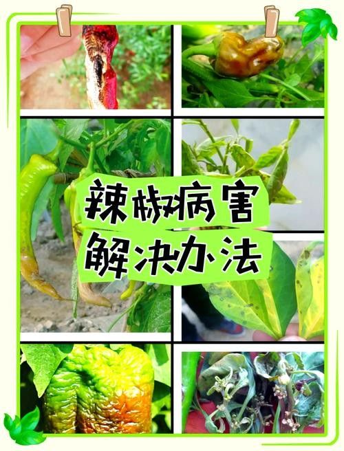 如何預(yù)防紅龍辣椒的病蟲害（12,辣椒21個(gè)病蟲害防治方案,菜農(nóng)必備） 如何預(yù)防紅龍辣椒的病蟲害（12,辣椒21個(gè)病蟲害防治方案,菜農(nóng)必備） 龍魚百科 第6張