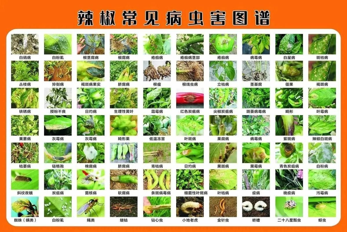 如何預(yù)防紅龍辣椒的病蟲害（12,辣椒21個(gè)病蟲害防治方案,菜農(nóng)必備） 如何預(yù)防紅龍辣椒的病蟲害（12,辣椒21個(gè)病蟲害防治方案,菜農(nóng)必備） 龍魚百科 第7張
