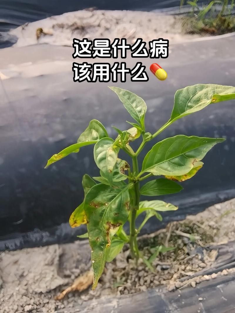 如何預(yù)防紅龍辣椒的病蟲害（12,辣椒21個(gè)病蟲害防治方案,菜農(nóng)必備） 如何預(yù)防紅龍辣椒的病蟲害（12,辣椒21個(gè)病蟲害防治方案,菜農(nóng)必備） 龍魚百科 第9張
