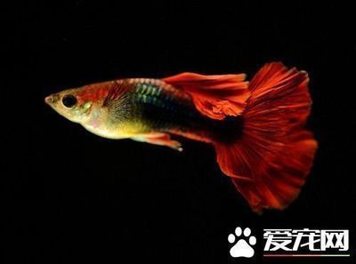 紅龍魚和金龍魚寓意區別：養紅龍魚和金龍魚有什么區別