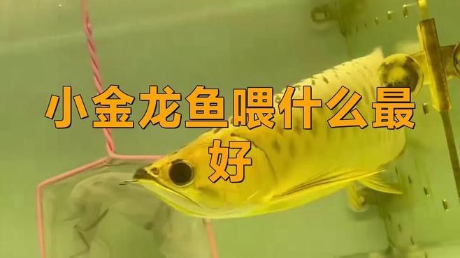金龍魚吃什么小魚最好（金龍魚吃什么好） 金龍魚吃什么小魚最好（金龍魚吃什么好） 龍魚百科 第2張
