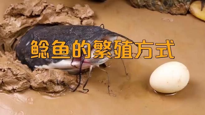泰龐海鯰魚怎么養（關于泰龐海鯰魚的基本指南）
